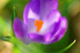 getwebimage.php?pid=74783&url=http%3A%2F%2Fegr.photo.free.fr%2Ftemp%2Fcrocus%2FDSC02026_DxO.jpg