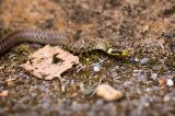 getwebimage.php?pid=77570&url=http%3A%2F%2Fagora.photo.free.fr%2FEnder%2Fcouleuvre.jpg