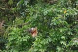 getwebimage.php?pid=77909&url=http%3A%2F%2Fphotosdebruno.free.fr%2Fgalleries%2Fequateur2013%2Foiseaux%2Fequ2013-4693.jpg