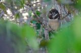 getwebimage.php?pid=77912&url=http%3A%2F%2Fphotosdebruno.free.fr%2Fgalleries%2Fequateur2013%2Foiseaux%2Fequ2013-4817.jpg
