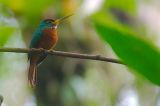 getwebimage.php?pid=77913&url=http%3A%2F%2Fphotosdebruno.free.fr%2Fgalleries%2Fequateur2013%2Foiseaux%2Fequ2013-4682.jpg