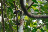 getwebimage.php?pid=77914&url=http%3A%2F%2Fphotosdebruno.free.fr%2Fgalleries%2Fequateur2013%2Foiseaux%2Fequ2013-4632.jpg