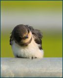 getwebimage.php?pid=78027&url=http%3A%2F%2Fwww.mesphotos.lecollectionneur.ch%2F_Media%2F_dsc282_med.jpeg