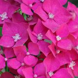 getwebimage.php?pid=78483&url=http%3A%2F%2Fescrox.free.fr%2FN%26amp%3BB%2F64.jpg