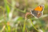 getwebimage.php?pid=78856&url=http%3A%2F%2Fagora.photo.free.fr%2FEnder%2Fpapillon_de_lumire_small.jpg