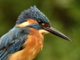 getwebimage.php?pid=79003&url=http%3A%2F%2Fimg835.imageshack.us%2Fimg835%2F779%2Foid8.jpg