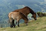 getwebimage.php?pid=79319&url=http%3A%2F%2Ffusis.alain.free.fr%2FAlpha65%2Fpottok%2FPottok-001.jpg