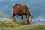 getwebimage.php?pid=79321&url=http%3A%2F%2Ffusis.alain.free.fr%2FAlpha65%2Fpottok%2FPottok-003.jpg