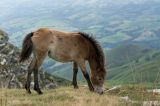 getwebimage.php?pid=79322&url=http%3A%2F%2Ffusis.alain.free.fr%2FAlpha65%2Fpottok%2FPottok-004.jpg
