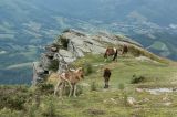 getwebimage.php?pid=79325&url=http%3A%2F%2Ffusis.alain.free.fr%2FAlpha65%2Fpottok%2FPottok-007.jpg