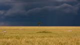 getwebimage.php?pid=79618&url=http%3A%2F%2Fjmdubois.free.fr%2Fkenya%2F40D_25809-acr6.jpg