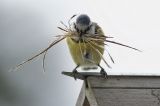getwebimage.php?pid=84318&url=https%3A%2F%2Ffarm4.staticflickr.com%2F3820%2F13669714264_e6dc91844f_b.jpg