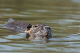 getwebimage.php?pid=84674&url=https%3A%2F%2Ffarm8.staticflickr.com%2F7306%2F13804413823_0b267728cb_b.jpg