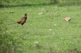 getwebimage.php?pid=84684&url=https%3A%2F%2Ffarm4.staticflickr.com%2F3740%2F13804748364_60d843e332_b.jpg