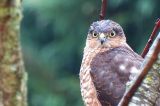 getwebimage.php?pid=84717&url=http%3A%2F%2Fphotosdebruno.free.fr%2F_data%2Fi%2Fgalleries%2FAnimaux%2FOiseaux%2Fepervier%2FDSC09384-me.jpg