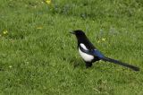 getwebimage.php?pid=84830&url=https%3A%2F%2Ffarm8.staticflickr.com%2F7312%2F13975199456_b5cd803462_b.jpg