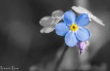 getwebimage.php?pid=85168&url=https%3A%2F%2Ffarm3.staticflickr.com%2F2896%2F13794026445_dc3764d8bb_c.jpg