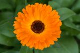 getwebimage.php?pid=85962&url=http%3A%2F%2Fagora.photo.free.fr%2FEnder%2Forange_sun_flower_small.jpg