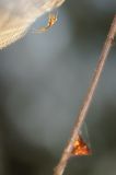 getwebimage.php?pid=89693&url=http%3A%2F%2Fegr.photo.free.fr%2Ftemp%2FCombleux%2FDSC07727_DxOr.jpg
