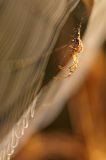 getwebimage.php?pid=89695&url=http%3A%2F%2Fegr.photo.free.fr%2Ftemp%2FCombleux%2FDSC07737_DxOr.jpg