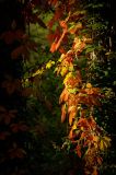 getwebimage.php?pid=89747&url=http%3A%2F%2Fegr.photo.free.fr%2Ftemp%2FCombleux%2FDSC07819_DxOr.jpg