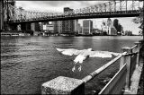 getwebimage.php?pid=90781&url=https%3A%2F%2Ffarm4.staticflickr.com%2F3737%2F9501280987_6ee0430908_c.jpg