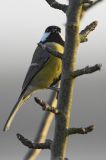 getwebimage.php?pid=90793&url=https%3A%2F%2Ffarm9.staticflickr.com%2F8577%2F15988941118_ee234071aa_b.jpg