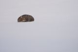 getwebimage.php?pid=91467&url=https%3A%2F%2Ffarm8.staticflickr.com%2F7432%2F16373397528_7f4fe29570_b.jpg
