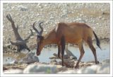getwebimage.php?pid=96896&url=http%3A%2F%2Fphotosmicbou.free.fr%2FNamibie%2F37.jpg