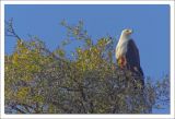 getwebimage.php?pid=97019&url=http%3A%2F%2Fphotosmicbou.free.fr%2FNamibie%2F63.jpg