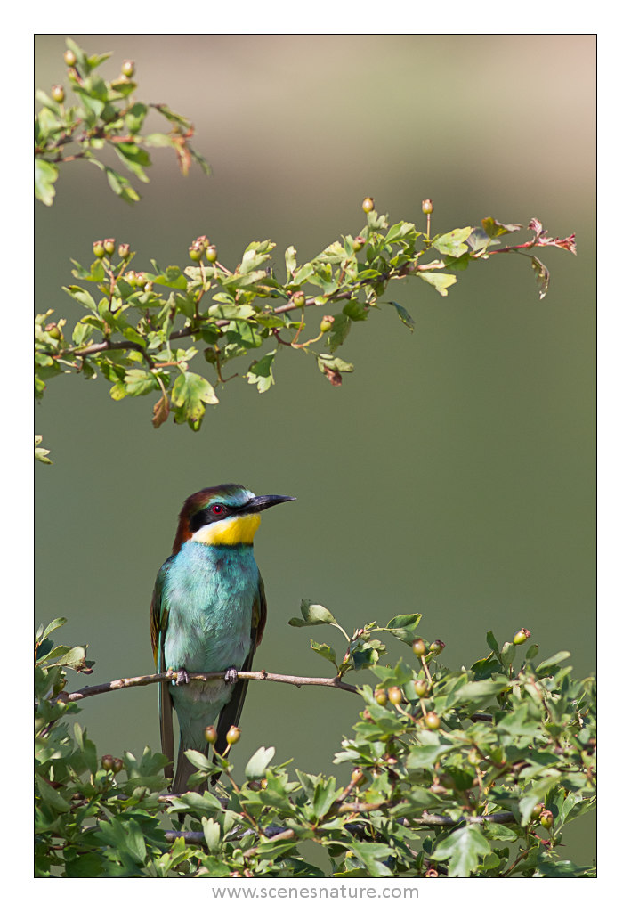 Click to view full size image