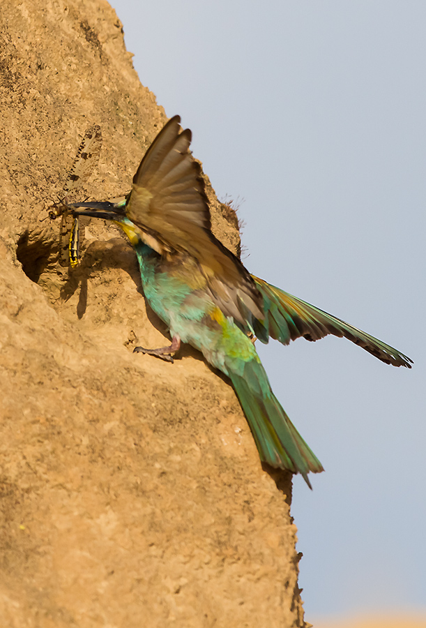 Click to view full size image