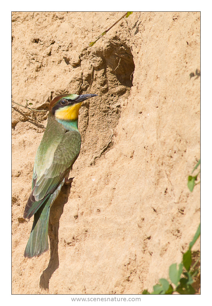 Click to view full size image