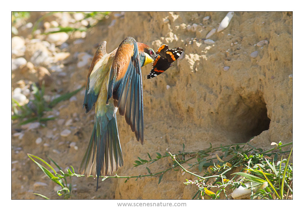 Click to view full size image