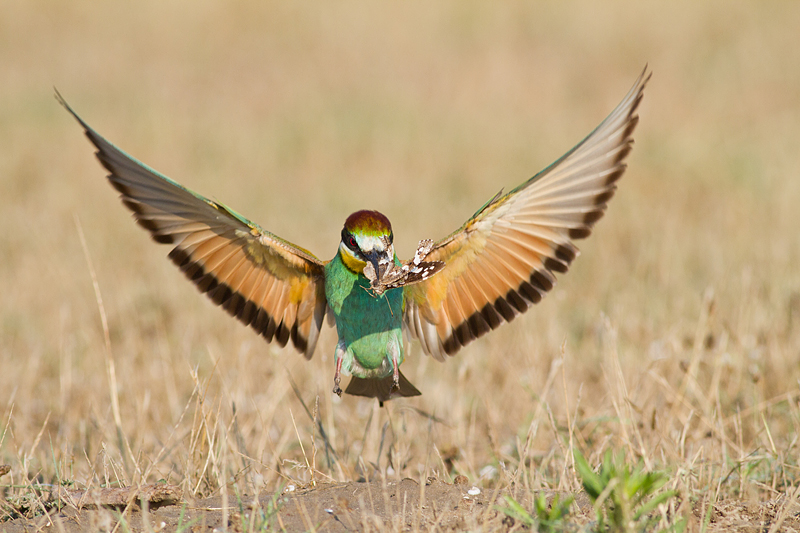 Click to view full size image