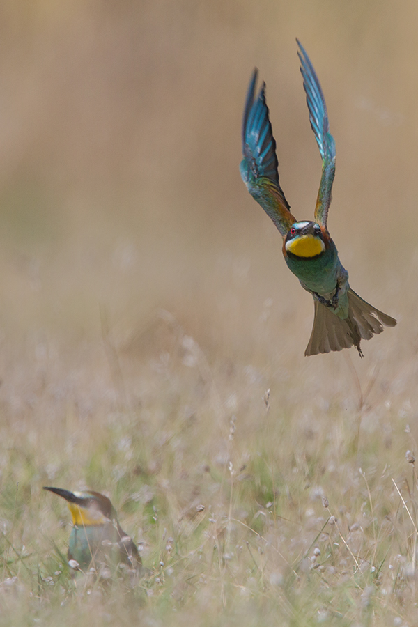 Click to view full size image