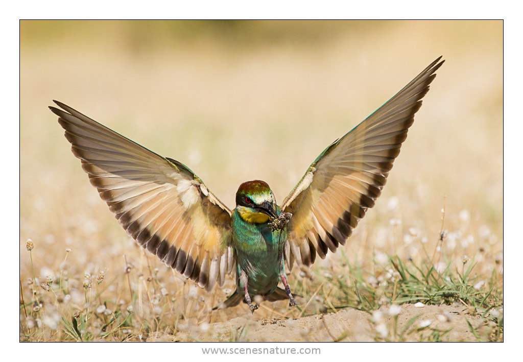Click to view full size image