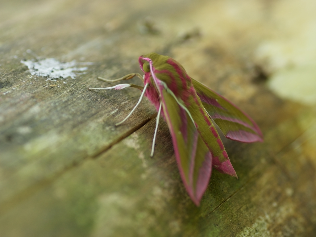 Click to view full size image