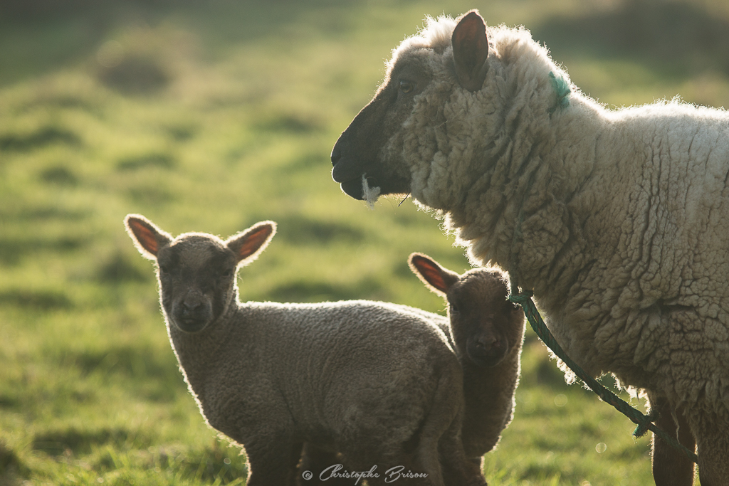 Click to view full size image