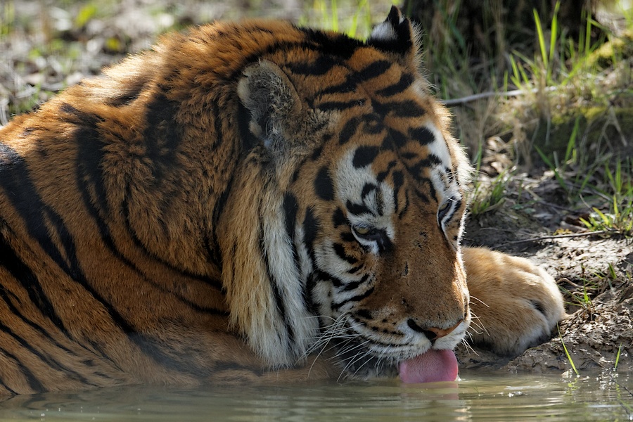 Click to view full size image