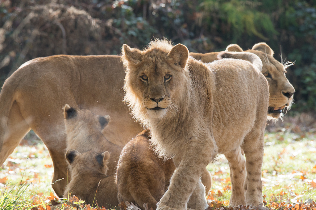 Click to view full size image