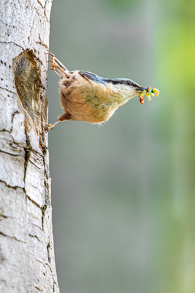 Click to view full size image