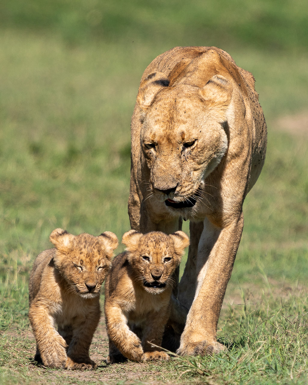 Click to view full size image