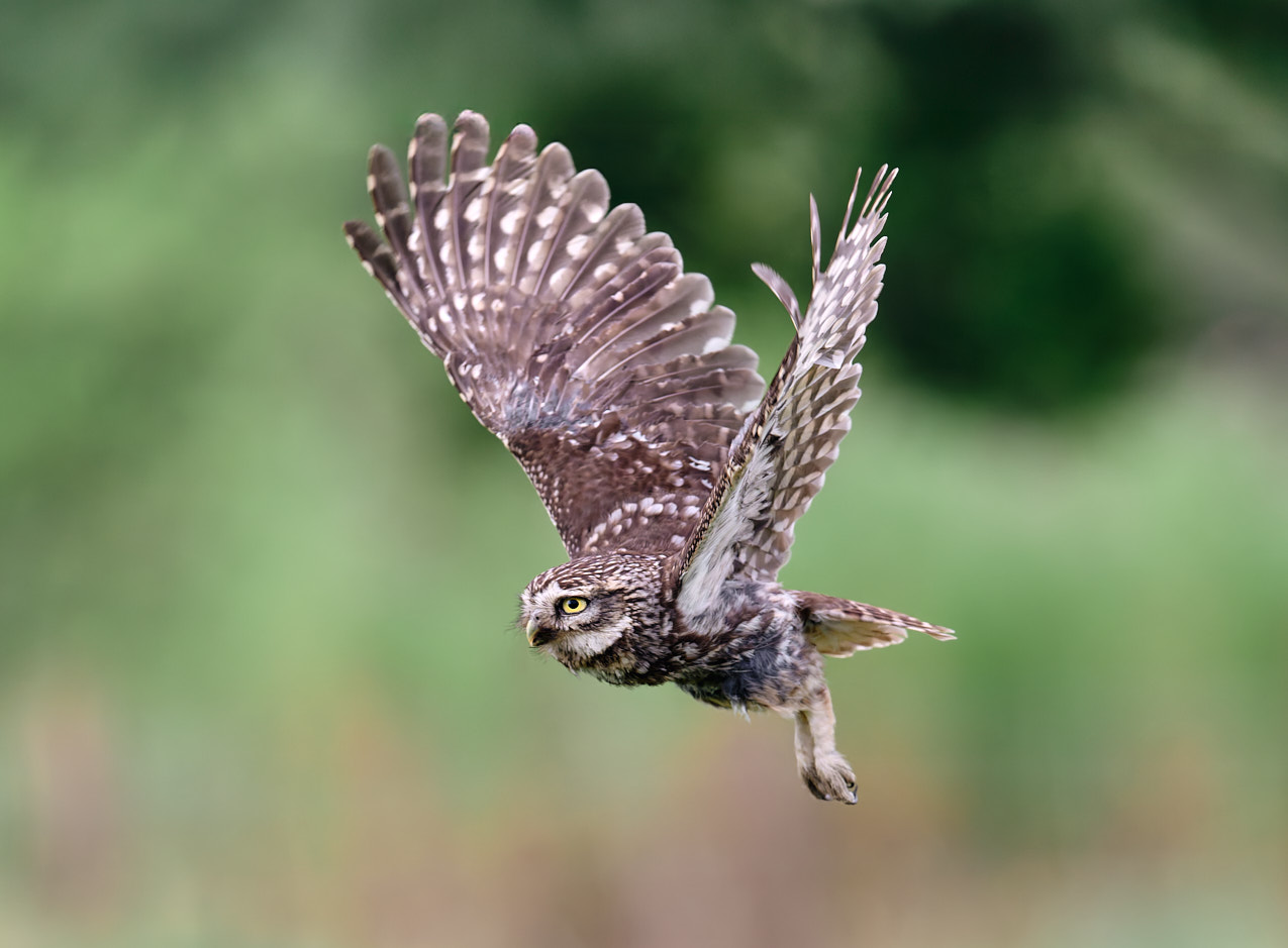 Click to view full size image