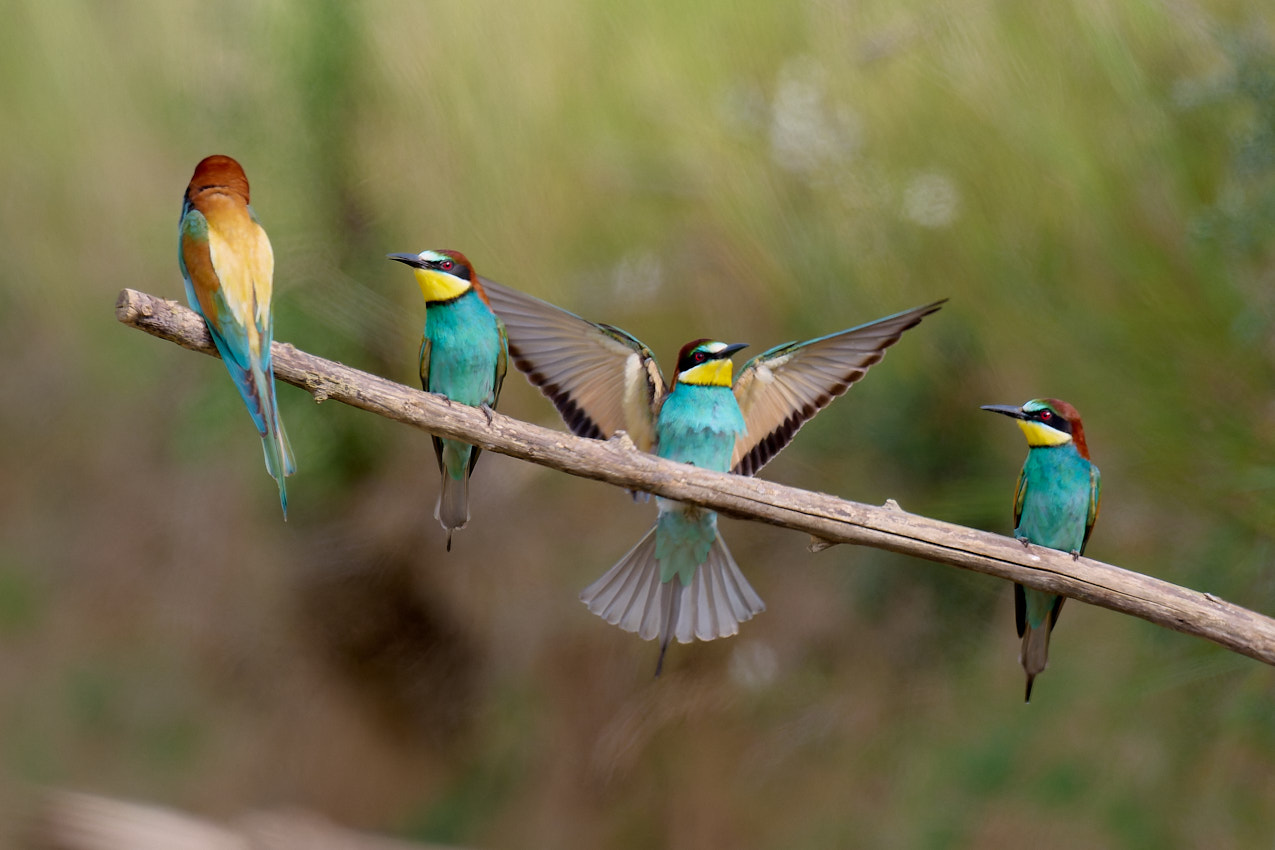 Click to view full size image