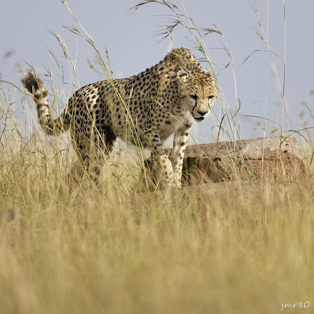 Click to view full size image