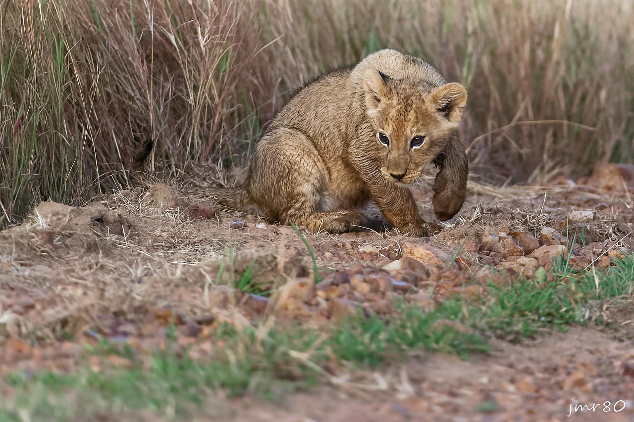 Click to view full size image