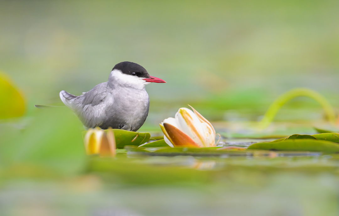 Click to view full size image