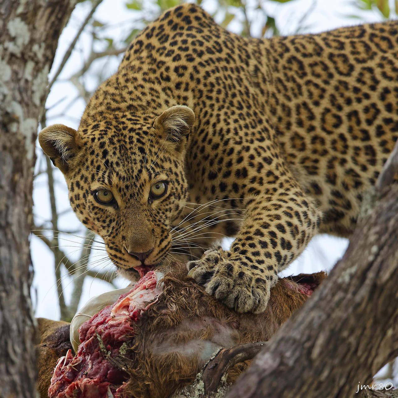 Click to view full size image