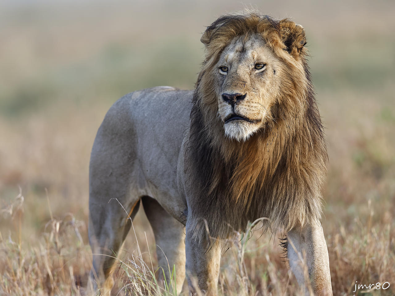 Click to view full size image